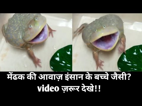 Video: Ang Frog Ay Muling Umusbong Sa India Pagkaraan Ng Siglo