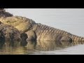 Crocodile spotted at Powai Lake (Mumbai)