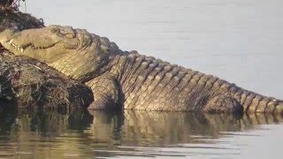 Crocodile spotted at Powai Lake (Mumbai)