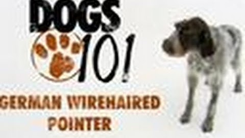 Dogs 101 - German Wirehaired Pointer