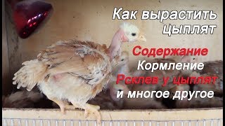 Уход и Содержание цыплят Расклев цыплят Цыплята испанка голошейка