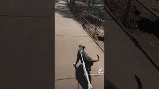 Family Walks With Our Baby Boy