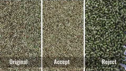 colour sorting of hemp seed on SmartSort optical sorter
