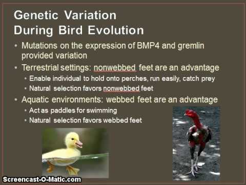 Evo-Devo: Evolutionary Developmental Biology Part 1