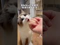 お薬でも美味しく食べてくれる子🥺#マカロンdaily #ラグドール #布偶猫 #ragdolls #猫 #cat #可愛い