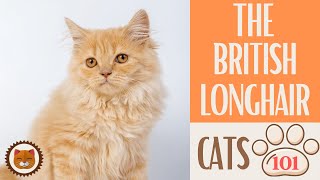 Cats 101  BRITISH LONGHAIR CAT  Top Cat Facts about the BRITISH LONG #KittensCorner