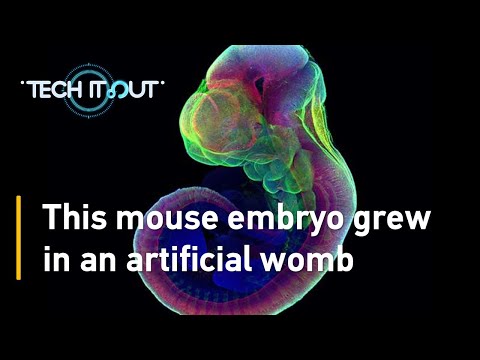 This mouse embryo grew in an artificial womb