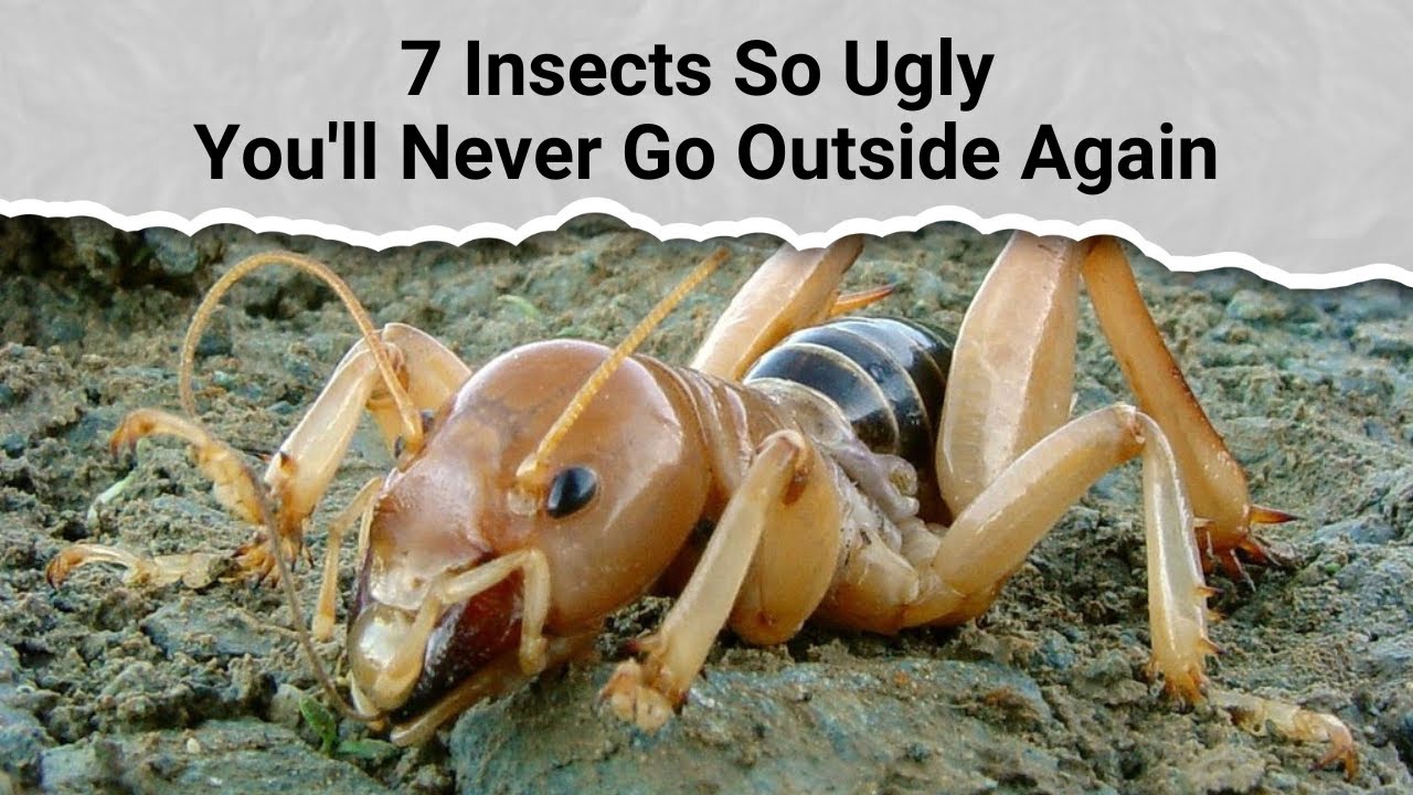 7 Insects So Ugly You'll Never Go Outside Again YouTube