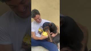 Limbani The Chimpanzee Enjoying A Pineapple 🍍 With His Handler