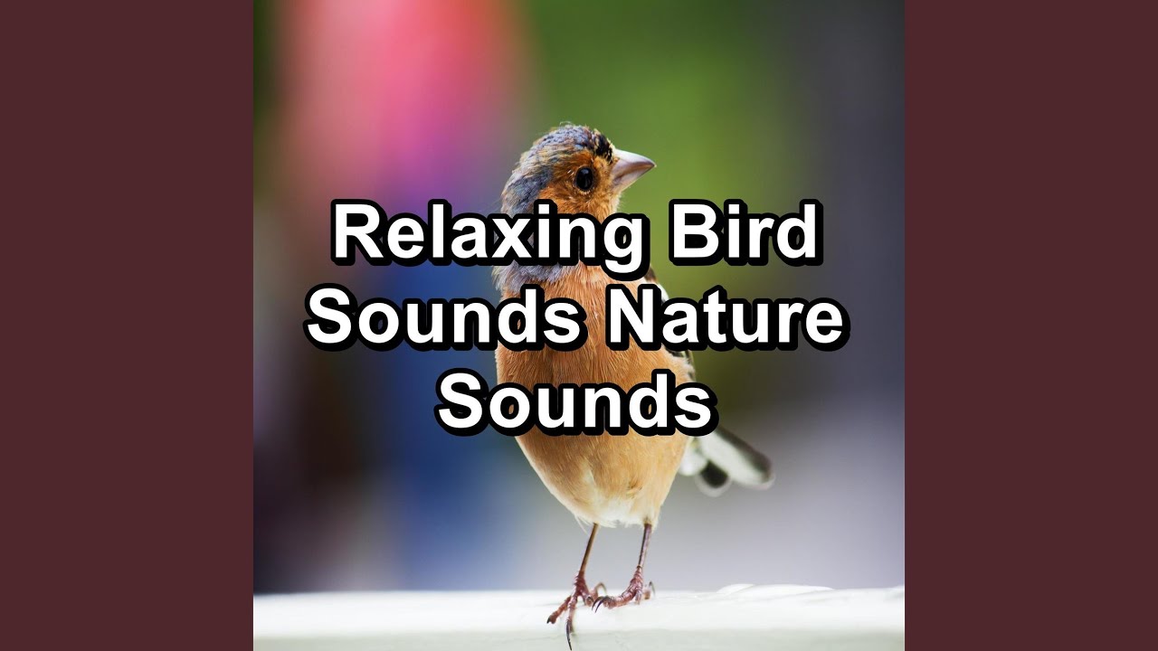 Relaxing Bird Sounds Stress Relief To Loop for 10 Hours - YouTube