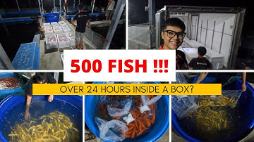 These 500 FISH stayed over 24 HOURS in a BOX !!! (Did they survive???)