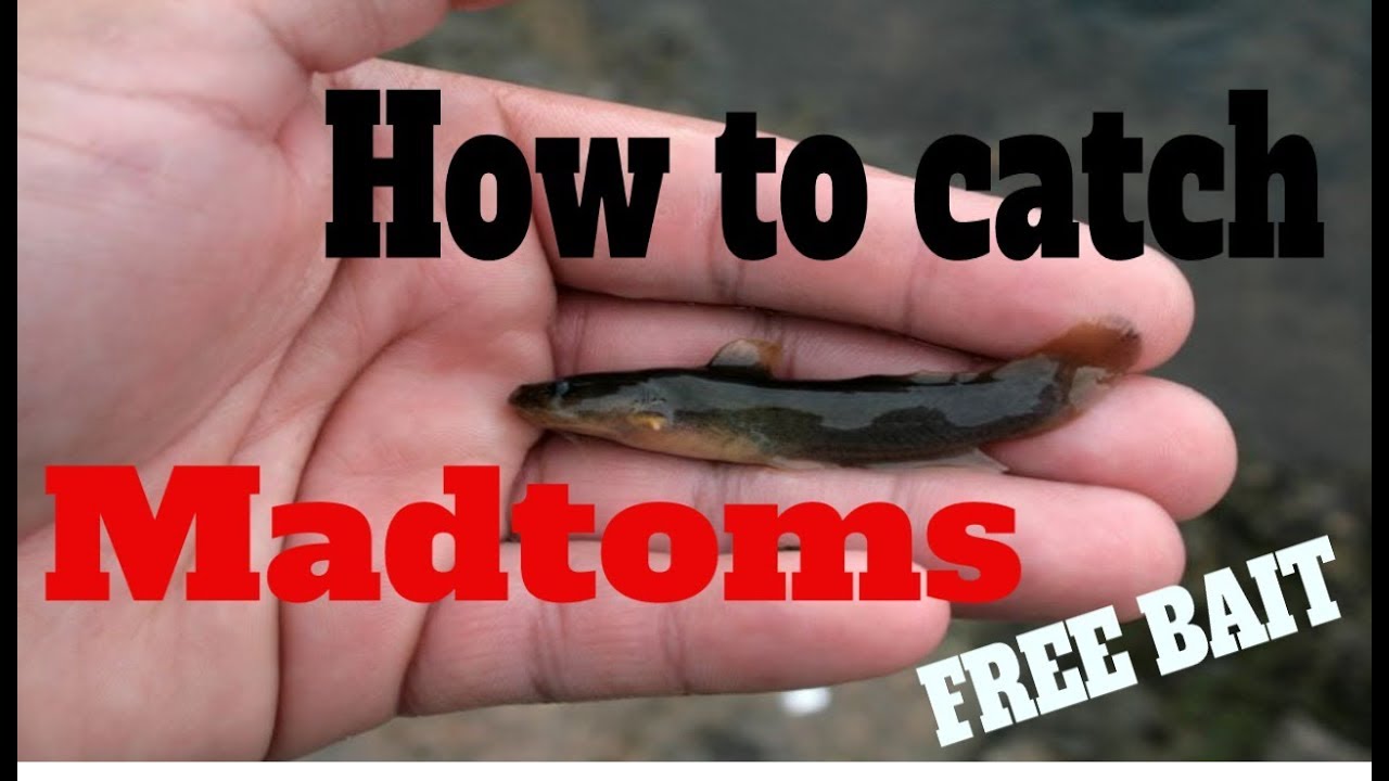 How To Catch Stone Catfish/Stonecats/Willowcats/Madtoms Catfish: Best Bait  For Rivers 