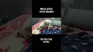 베트남강아지 라이크 애교쟁이 -  쇼츠