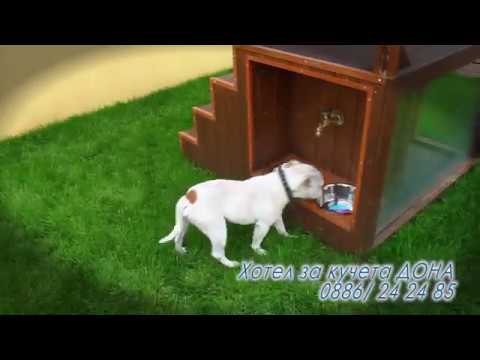 Видео: Удобен ли е за кучета в хотел petwood?