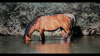 WILD HORSES OF AMERICA S3 E8 Salt River Horses in the River in Arizona by Karen King