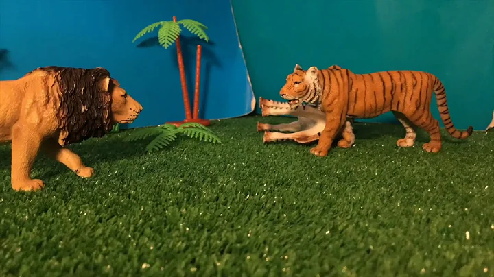 Video 4657881: lion vs bengal tiger, african lion