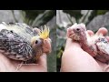 Two Cockatiel Chicks - From Tono and His Female