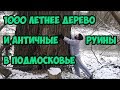 1000 летнее дерево и античные руины в Подмосковье.