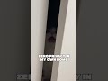 When your cat believes privacy is just a myth🐾 #privacysolutions #cat #catshorts #cute #funnycats