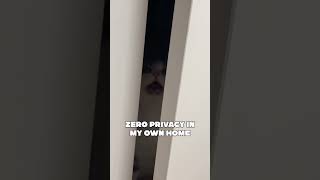 When your cat believes privacy is just a myth🐾 #privacysolutions #cat #catshorts #cute #funnycats