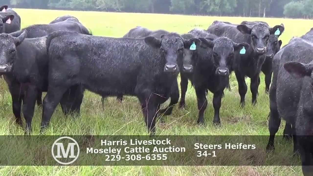 HARRIS LIVESTOCK GA Fall SAFE Sale 10/29/13 Moseley Cattle Auction