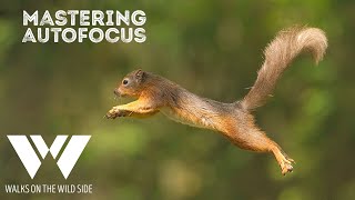 Mastering Autofocus: Proven Tips for Optimal Performance