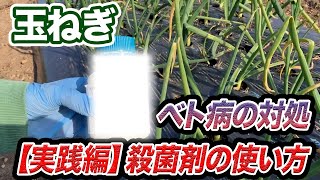 【玉ねぎ】これだけで黄色の葉っぱが激減する　病気対策と対応