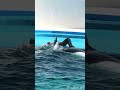 倒れる 匠トレーナーさんを心配するラビーちゃん、 ＃鴨川シーワールド、♯シャチ、#orca, #killer whale, #shorts