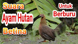 Suara Ayam Hutan Betina Untuk Berburu di Alam Liar