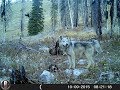 IDAHO WOLF HUNTING- ADVENTURES.High Country Carnage.Sea:13