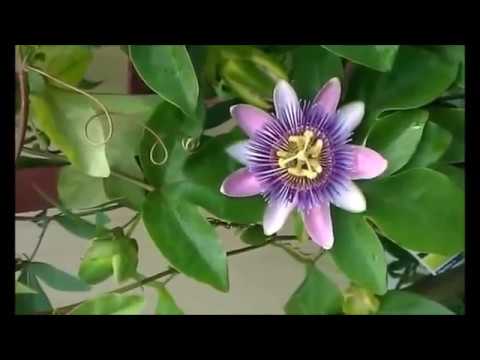 Video: Pasifloros (44 Nuotraukos): Kas Tai? Gėlių Sodinimas Ir Priežiūra Namuose, Valgomųjų Ir Mėlynųjų Pasiflorų, įsikūnijusių Pasiflorų Ir „Maestro“augalų Rūšių Aprašymas