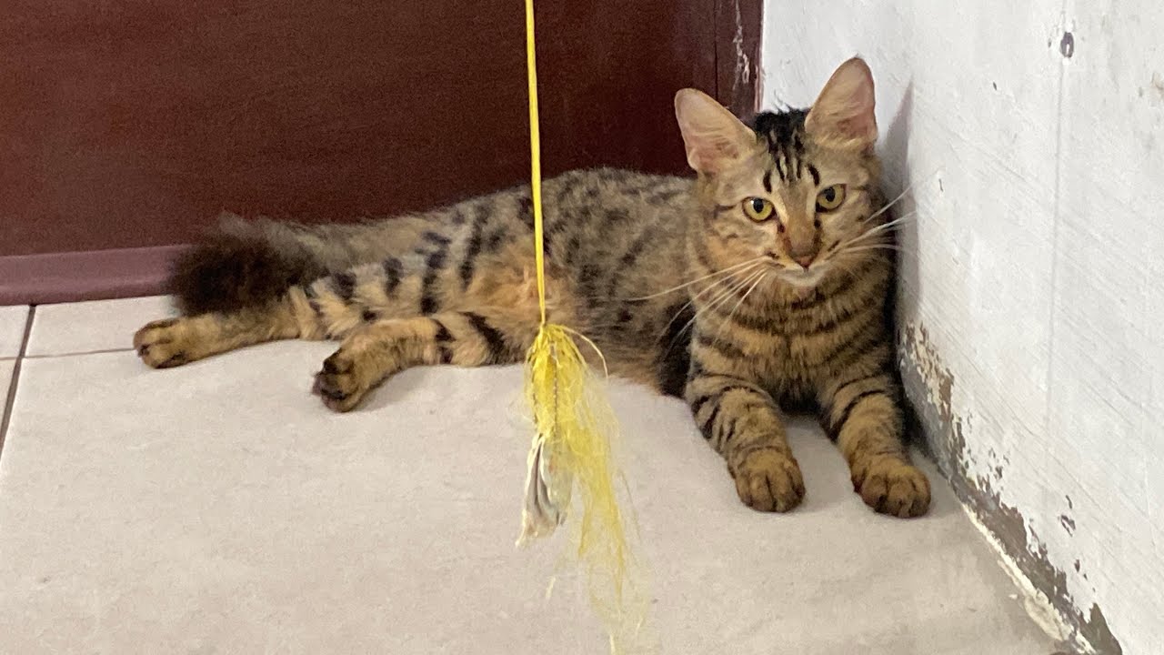 Kita perkenalan sambil main tipis-tipis #video #cat #fyp 