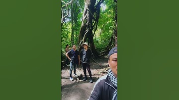 Sn764 🌳 CÂY CỔ THỤ BÍ ẨN Ở RỪNG CÁT TIÊN | THE MYSTERIOUS ANCIENT TREE 🌿