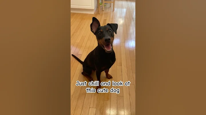 Molly Gets a Snack & Can’t Stop Smiling at Home #dog #shorts