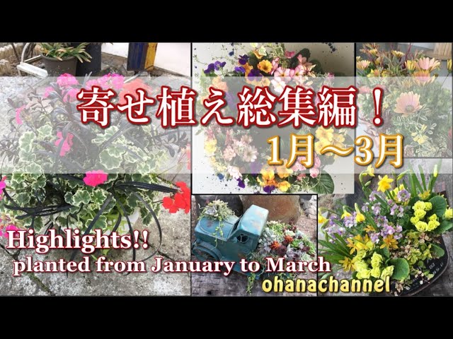 春の寄せ植え】総集編！1月～3月に作った4年分の寄せ植え🌼Spring