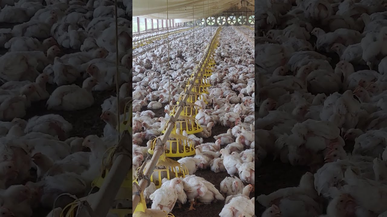 32 Day Old Broiler Poultryfarming Poultryfarm Chicken Poultry Meat Chicks Youtube Youtubeshorts