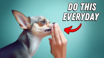 I wish I knew these BEFORE getting a Chihuahua