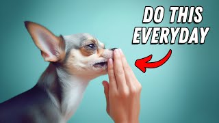 10 things I wish I knew BEFORE getting a Chihuahua