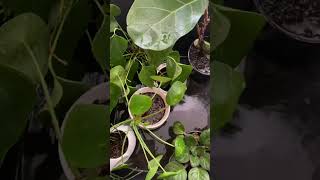 Plant Care Day with all of the lovely ASMR sounds. 🌿🌱🌵#asmr #asmrplants #plantcare #asmrvideo