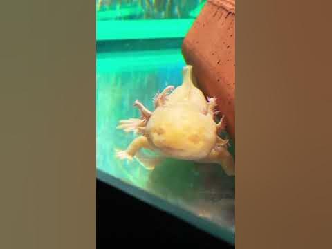 Аксолотль - YouTube