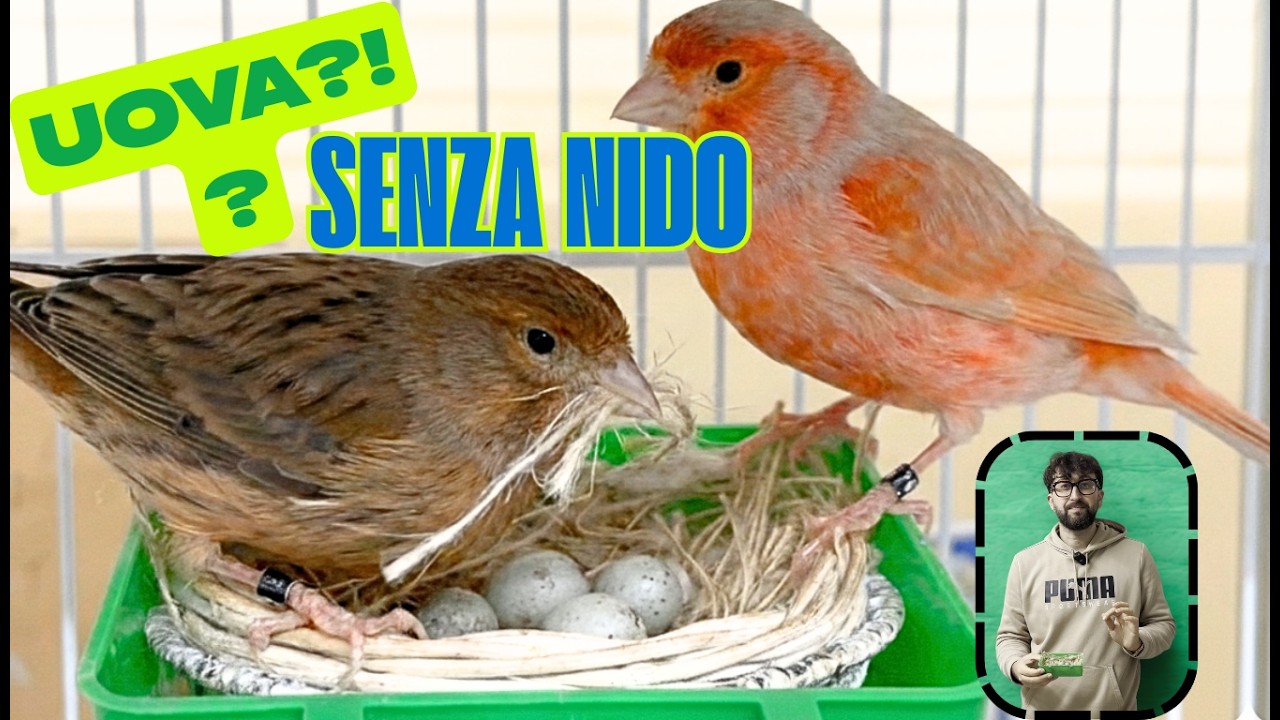 CANARINI - DEPONGONO LE UOVA SENZA COMPORRE IL NIDO