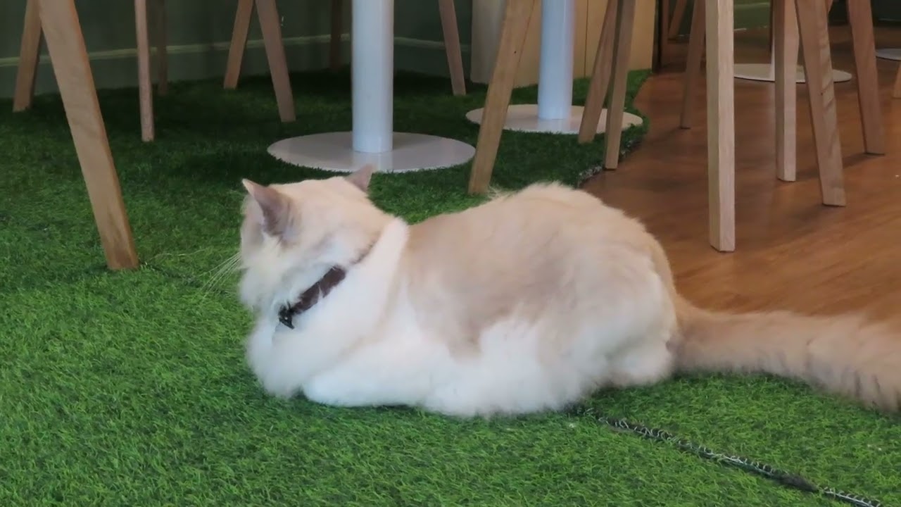 Happy Day Kawaii (Birthday Song) 