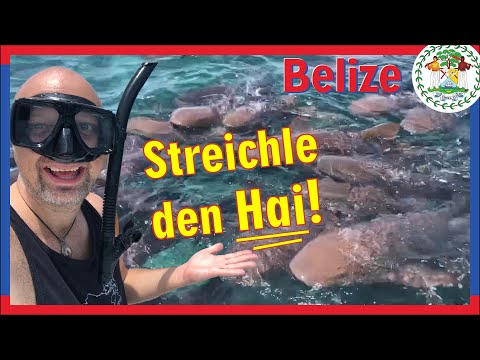 Belize: Streichle den Hai! | San Pedro - Tauchen - Meer - Lebensgefahr - Auswandern - Mittelamerika