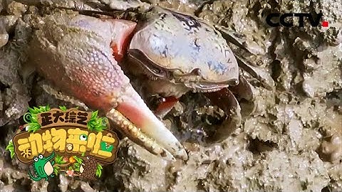 [正大綜藝·動物來啦] 招潮蟹遇到危險會拋棄自己的一隻鉗子 這是真的嗎？ | CCTV - 天天要聞
