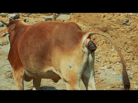 Cow Video Funny | Indian Cow Dung | Watch How Cow Excrete Dung on Indian Streets Video | Gaai