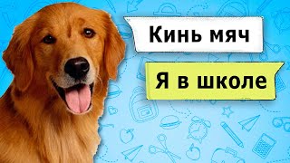 ЕСЛИ БЫ ЖИВОТНЫЕ УЧИЛИСЬ В ШКОЛЕ 4