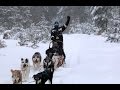 Dog Sledding - March Break 2017 HD