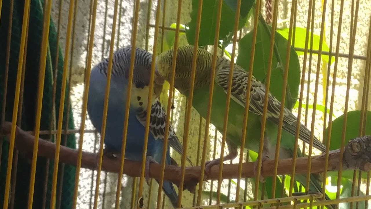 video phone beyonce mp3 Salvé al periquito azul+están 😍
