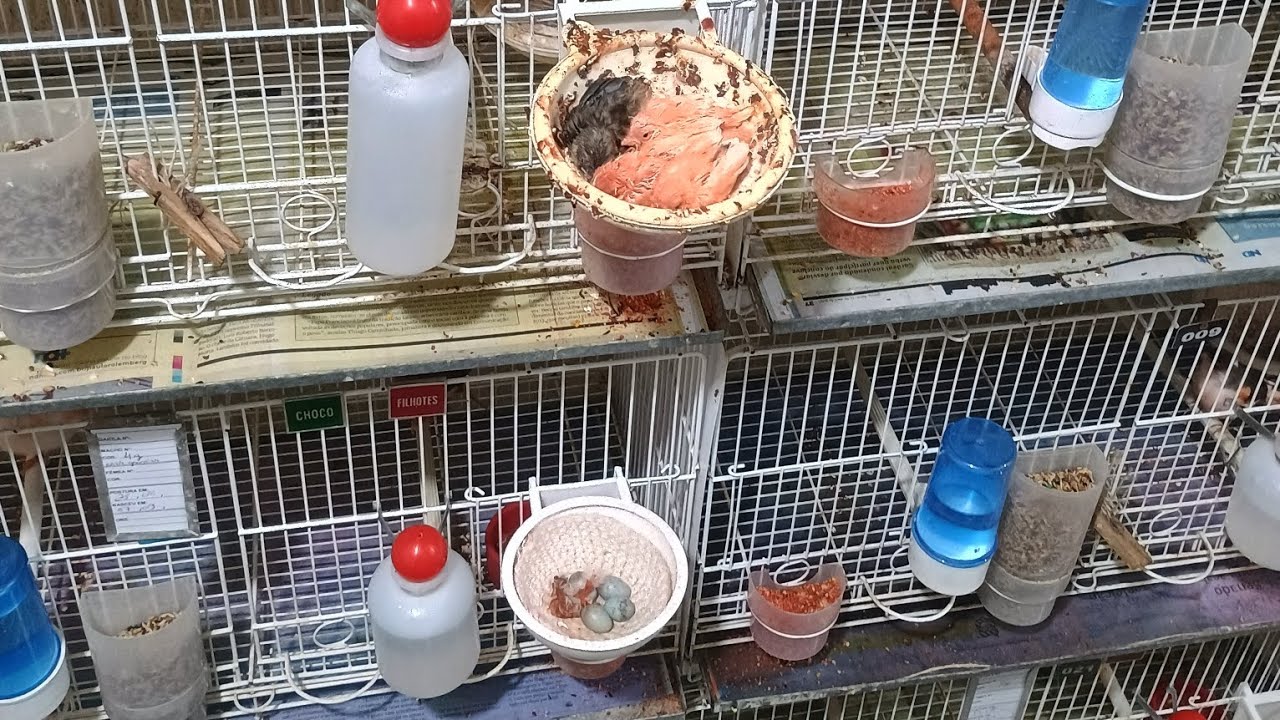 FILHOTES DE AGOSTO DE 2025 CANARIL MURASKI CURITIBA PR 