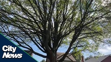 Saving a centuries-old oak tree